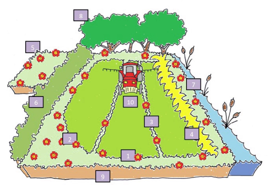 Diagram showing multiple uses for flowering seed mixes, as suggested by the Ecostac project.